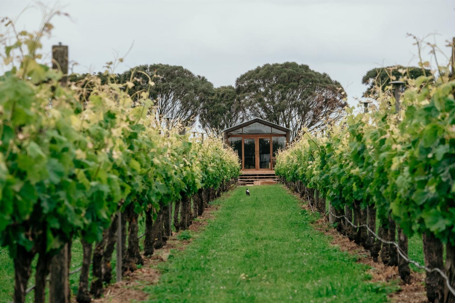 View of villa through the vines at Basalt Retreat